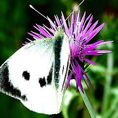 photo "Butterfly"