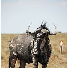 photo "Antilope gnu"