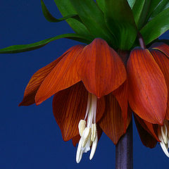 photo "Fritillaria imperialis"