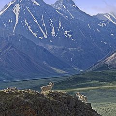 фото "Dall sheep in Denali National Park"