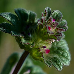 photo "Nettle"