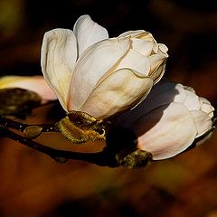 photo "magnolia in the sun"