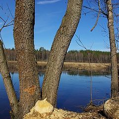 photo "Here there live beavers"