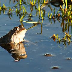 photo "Happy frog"