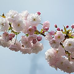 фото "Sakura Japan"