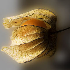 photo "Physalis"