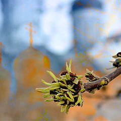 photo "A spring dream"