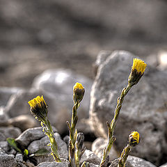 photo "Stone Flower"