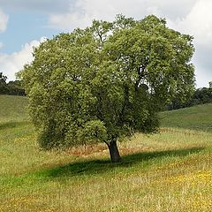 photo "Spring tree"