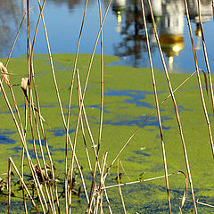 photo "Rushy a pond"