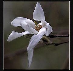 photo "magnolia denudata"