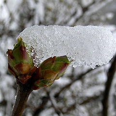 photo "Spring snow"