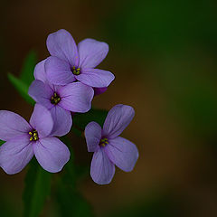 photo "In the deep forest"