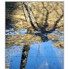 фото "Отражение весны"