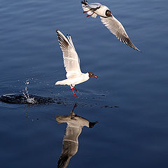 photo "feeding"