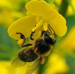 фото "Nature Workers..."