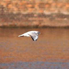 photo "And I'm flying and flying..."