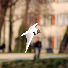 photo "Spring flight"