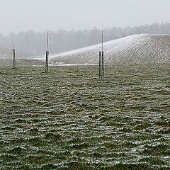 photo "New trees and a new spring"