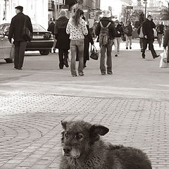 фото "Бездомный"