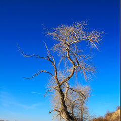 photo "the tree"