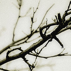 photo "***"