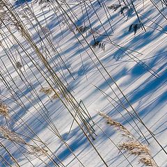 photo "Shade Pattern"