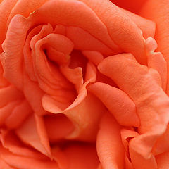 photo "Caresses"