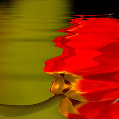 фото "tulip in the water"