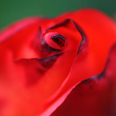 photo "***"