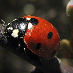 photo "lady-bird"