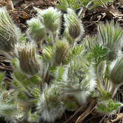 photo "Pasque flower"