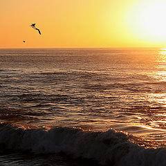 photo "Pacific sunset"