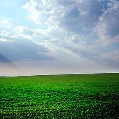 photo "Green Green Grass"