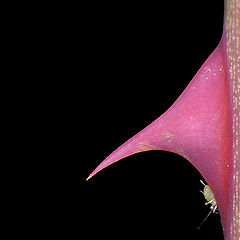 photo "PINK THORN"