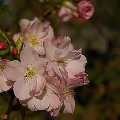 фото "Japanese cherry tree"