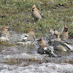 photo "Bathing"