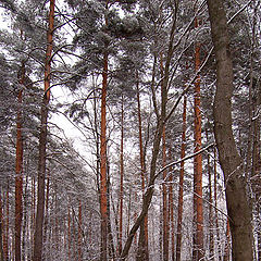 фото "Тишина"