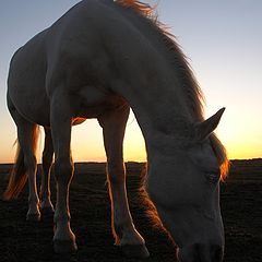 фото "Вечерние силуэты"