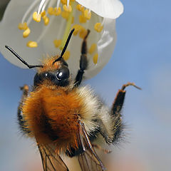 photo "One-handed pollination"