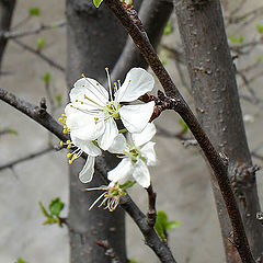 photo "Springtime came"