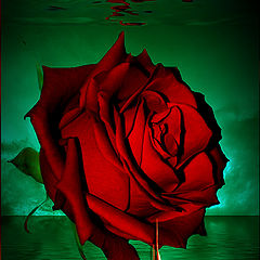 photo "L'important c'est la Rose"