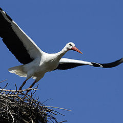 photo "FREEDOM"