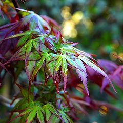 photo "Young tree"