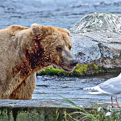 фото "The bear and the gull"