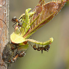 фото "Из жизни мурашек"