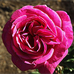 photo "Pink Rose"