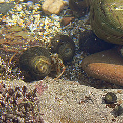photo "Hermit Crab"