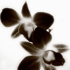 photo "***"