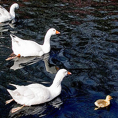 photo "The little duckling"